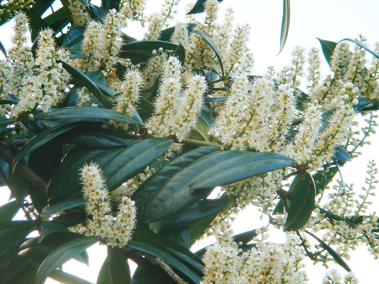 Laurocerasus offininalis